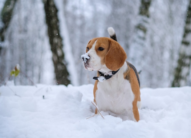 白い雪の吹きだまりと雪に覆われた木々のある冬の森を散歩する犬のビーグル犬