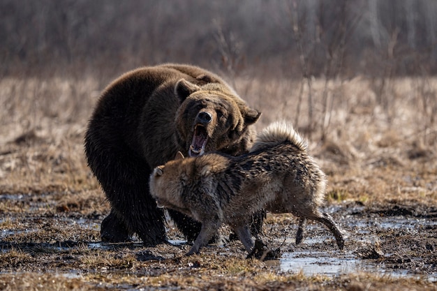 Dog and bear fighting in the forest