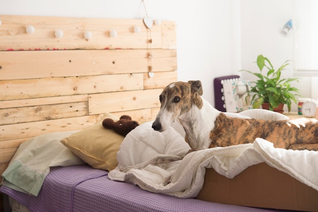 Dog in the bedroom 