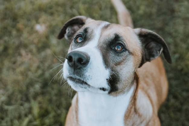 カメラの屋外で直接食べ物を探している犬