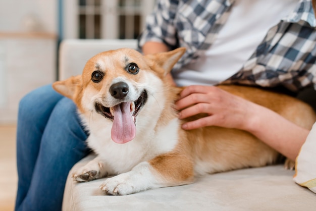 写真 犬が飼い主にソファーで飼われている