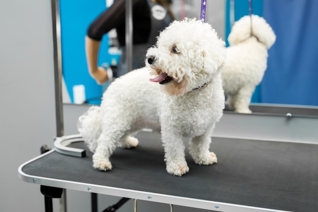 Dog Bichon Frise stands on a table in a veterinary clinic