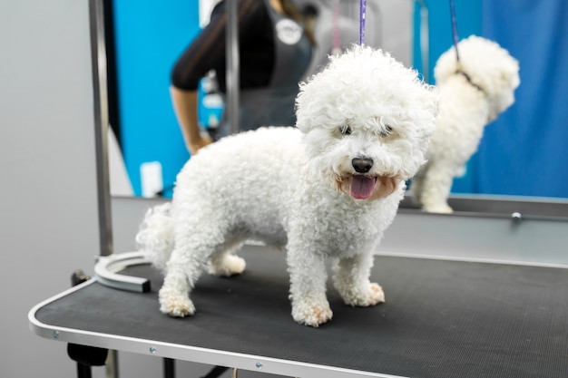 犬のビションフリーゼは獣医クリニックのテーブルの上に立っています