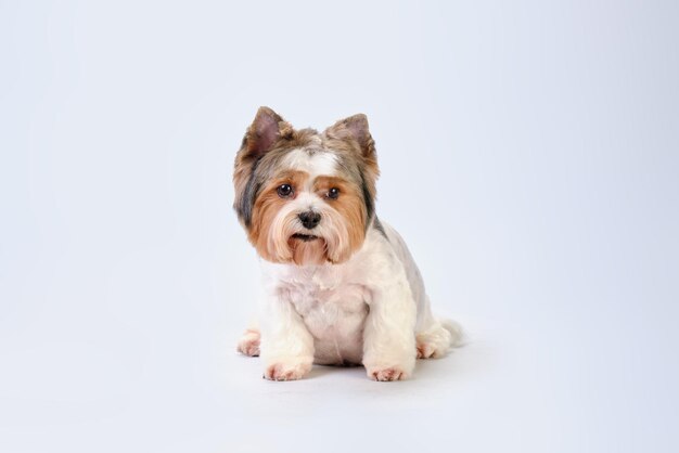 Dog Biewer Yorkshire Terrier sitting on a light background