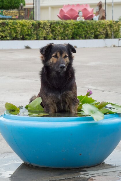 Dog in a big water bowl