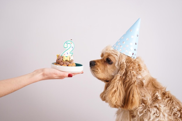 Dog birthday American Cocker Spaniel and holiday treat