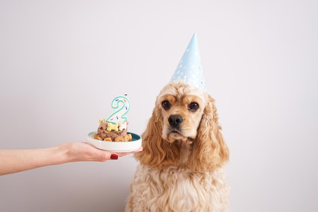 Dog birthday American Cocker Spaniel and holiday treat