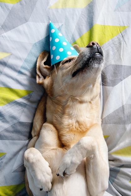 Dog birthday party The dog lies on the bed in a  party hat