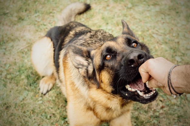 dog biting a persons hand