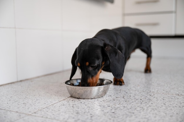 Dog black and brown teckel, eating feed of the plat on the floor