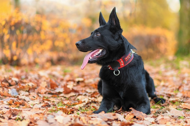 Dog black german shepherd performing command to lie on autumn leaves. training, pet obedience in fall