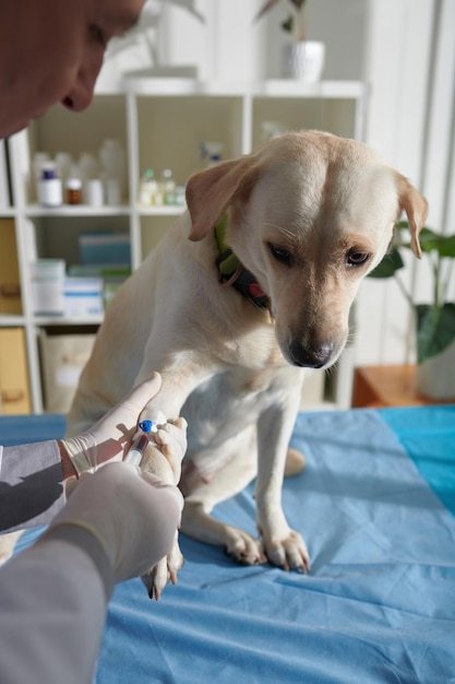 犬の血液検査