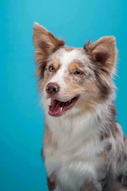 Dog on a blue background