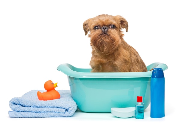 Dog in a blue basin