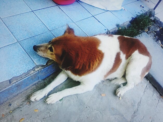 Dog on blue wall