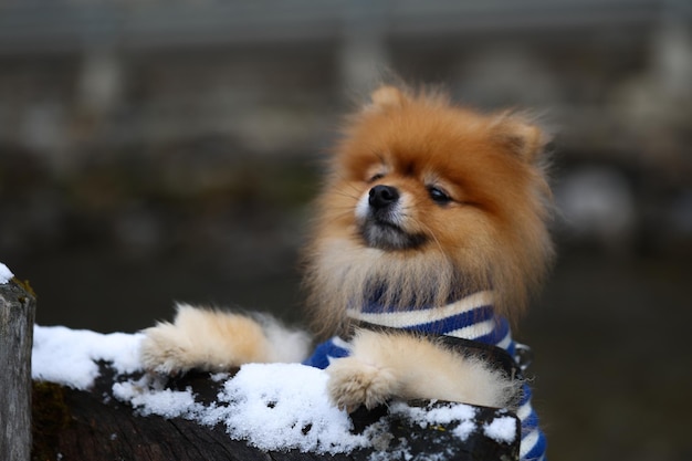 A dog in a blue and white striped shirt sits on a log with snow on it.