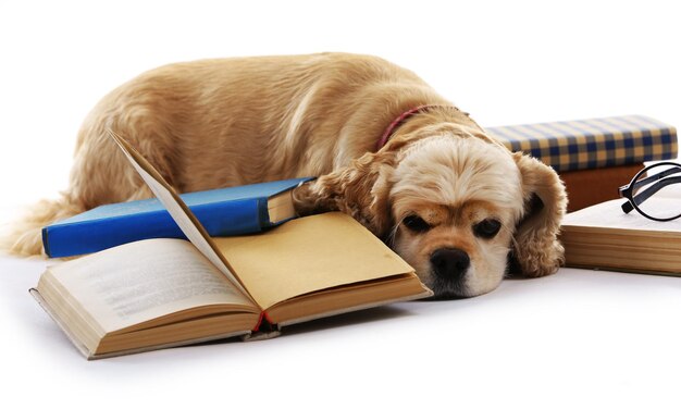 Photo dog and books isolated on white