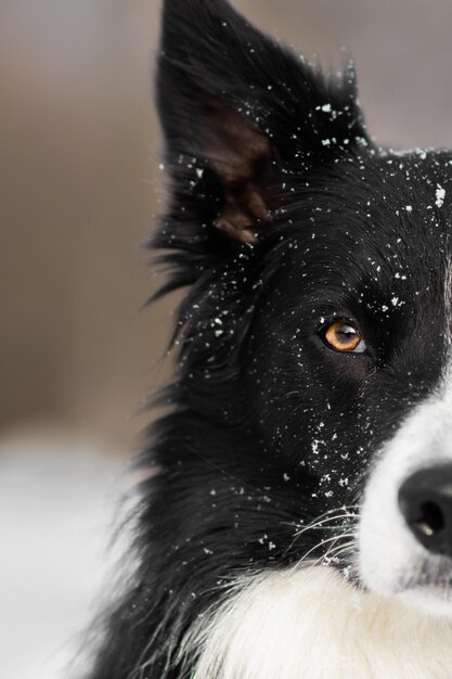 Photo dog border collie eye