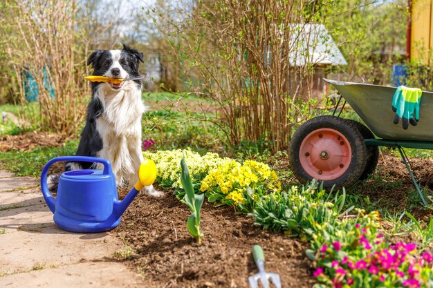 Dog border collie holding garden rake in mouth in garden background with wheelbarrow watering can fu