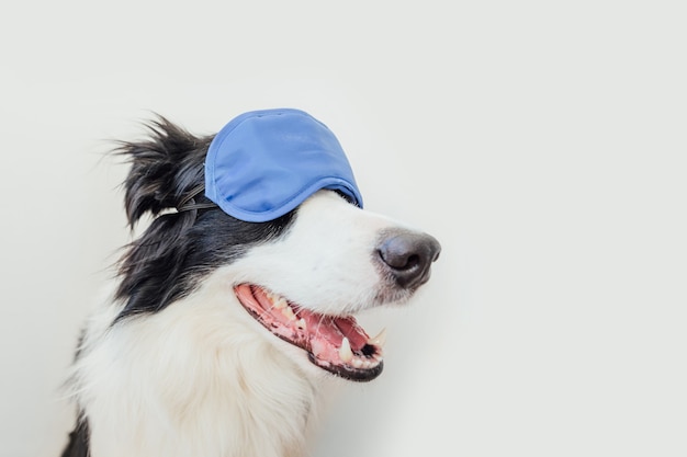 Cane border collie con la maschera per gli occhi addormentata