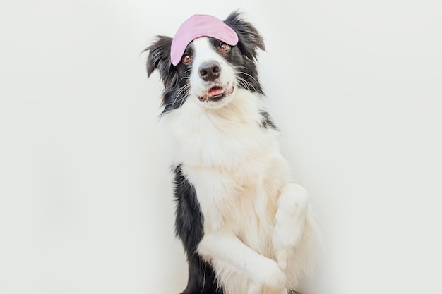 dog border collie with the sleeping eye mask