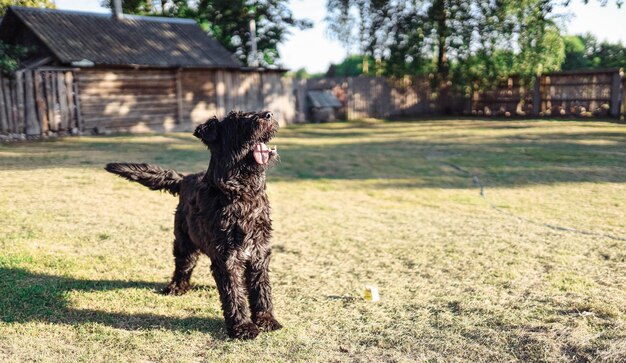 ブービエ・デ・フランドル種の犬が庭の自然をふざけて歩きます