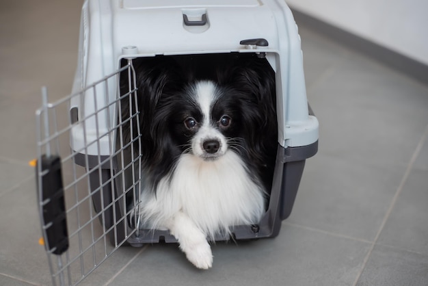 A dog in a box for safe travel Papillon in a pet transport cage