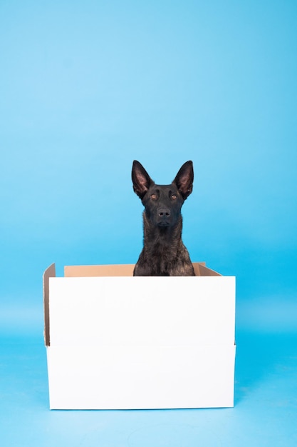 a dog in a box that says  a  on the bottom