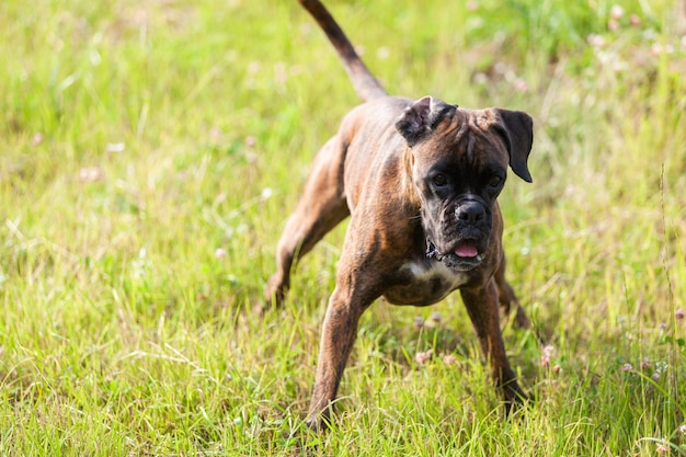 犬のボクサーは草で遊ぶ