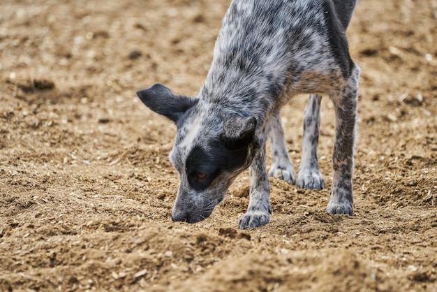 農場の概念の田舎の生活で牛を守るために飼育された犬