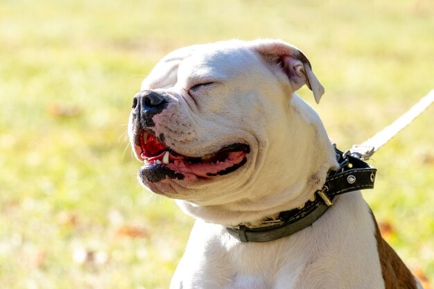 Собака породы Американский бульдог с закрытыми глазами заделывают на поводке в солнечную погоду. Портрет собаки