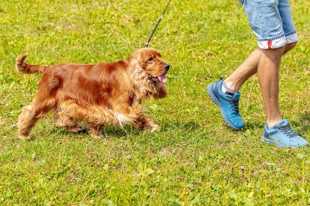 公園のひもにつないで犬種のアメリカンコッカースパニエルが彼の主人に続く