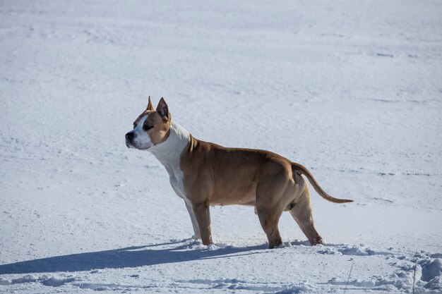 犬種のアメリカンスタッフォードシャーテリアは、冬に雪の中を歩きます。高品質の写真