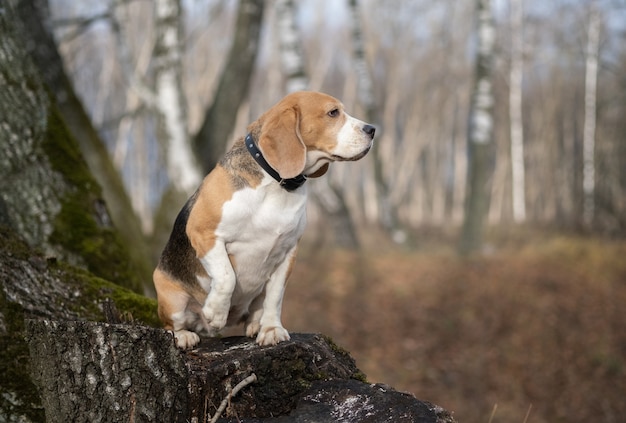 Cane di razza beagle divertente seduto su un ceppo nel parco in autunno
