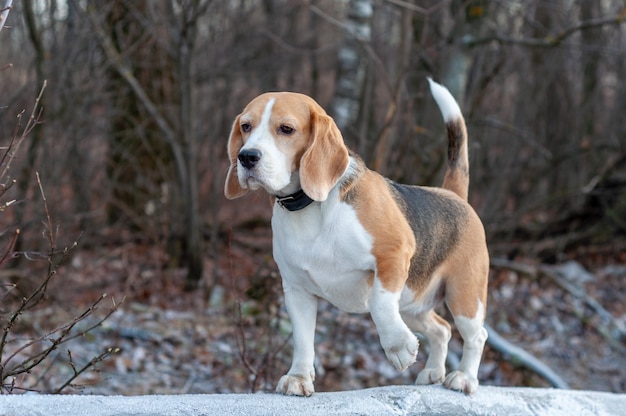 Dog breed Beagle for a walk in the winter Park