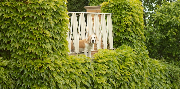 Dog of breed bigle in green leaves.