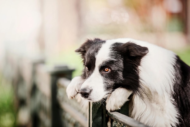 Dog breed Border Collie in the city