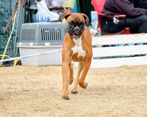 Dog breed boxer running on camera closeup