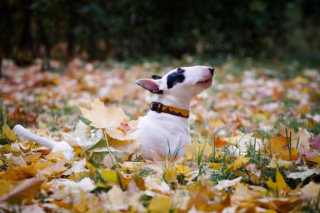 Dog breed bull terrier white color with a black spot rejoices in autumn