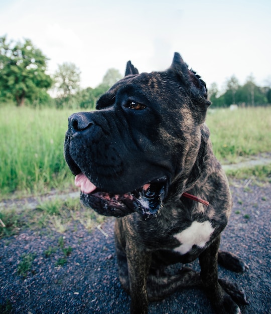 Dog breed Cane Corso sitting on the road