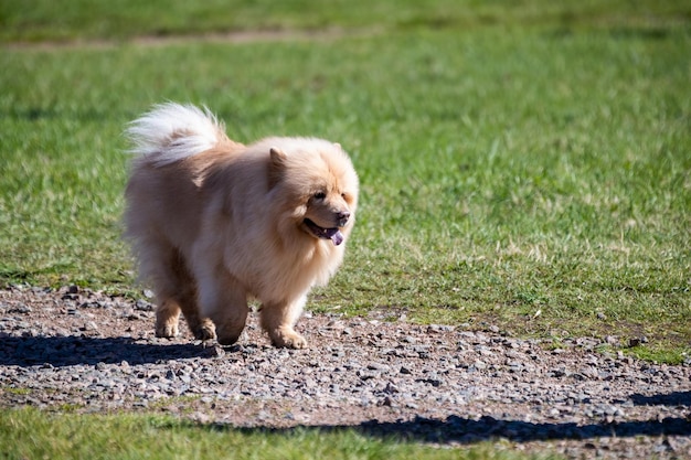 Dog breed chowchow of beige color walks along the path against the background of green grass