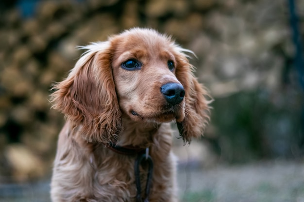 Dog breed cocker spaniel closeup on blurred