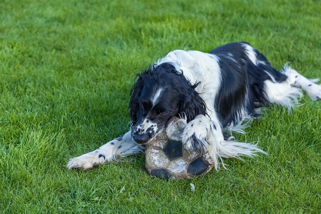 Собака породы кокер-спаниель грызет футбольный мяч на зеленой траве, черно-белый кокер-спаниель