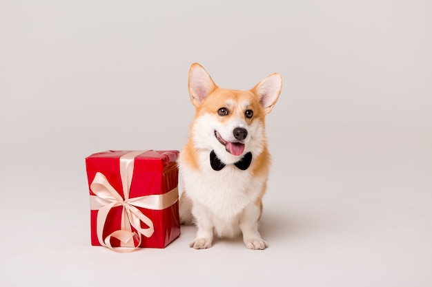 dog breed Corgi in tie with red gift box on white