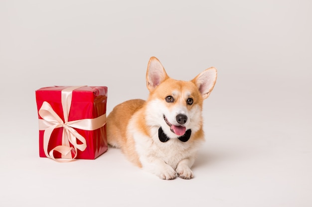 dog breed Corgi in tie with red gift box on white