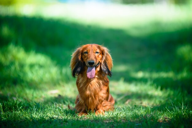 Dog breed dachshund in the forest in a sunny clearing.