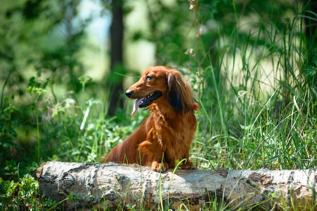 Dog breed Dachshund in the forest in a Sunny clearing.