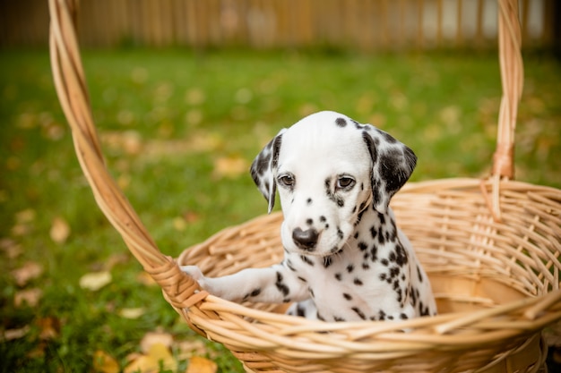 Dog breed Dalmatian on a walk beautiful portrait