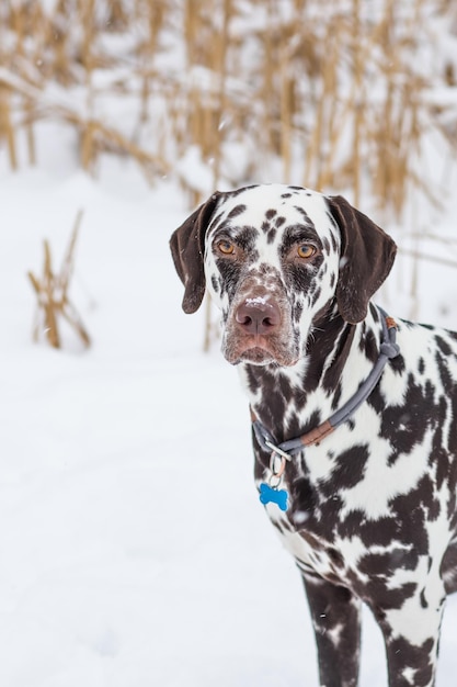 Dog breed Dalmatian winter in snow proudly stands and looks beautiful and lovely dalmatian is walking in park beautiful adult Dalmatian dog