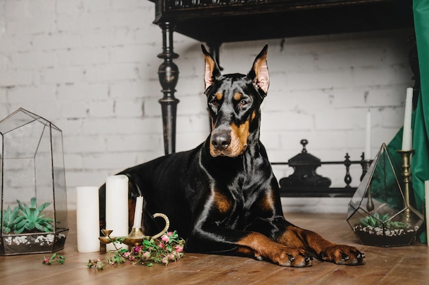 Dog breed Doberman sitting in a beautiful classic interior with curtains and candles